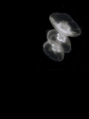 Coffee Thursday On Friday